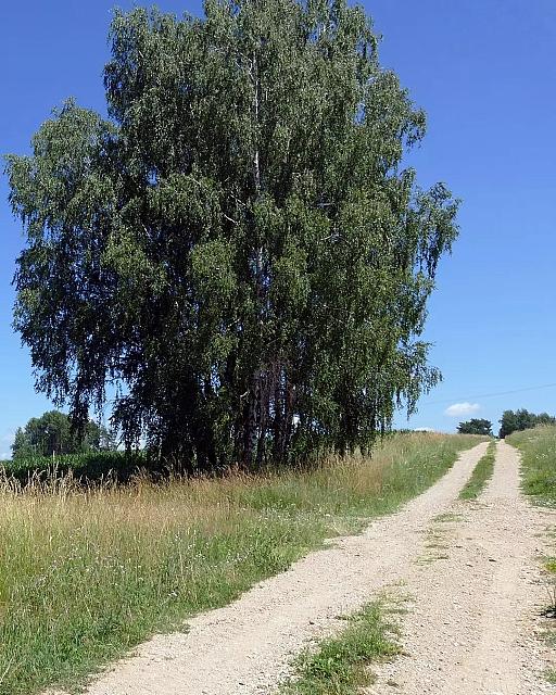 Morgi